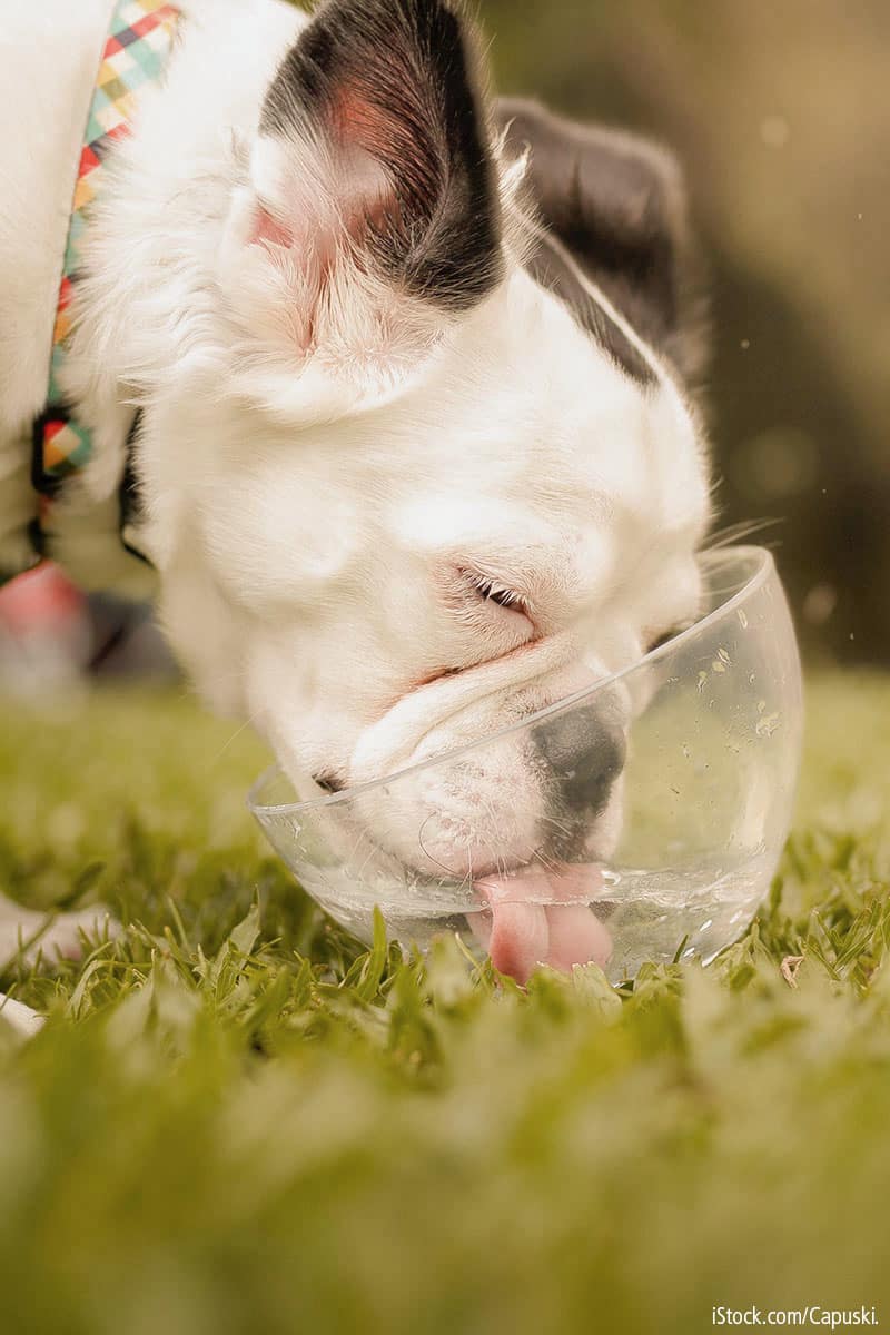 Hundstage: 3 einfache Tipps für den Schutz vor der Hitze